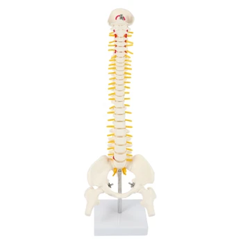 45 см Гибкая модель поясничного изгиба позвоночника взрослого человека 1: 1 Модель скелета человека с позвоночным диском Модель таза, используемая для массажа, йоги